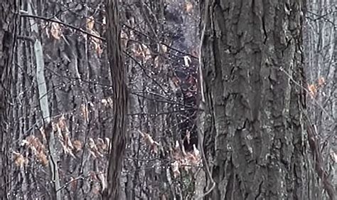 Bigfoot Sighting Yeti Video Goes Viral After Legendary Creature Is