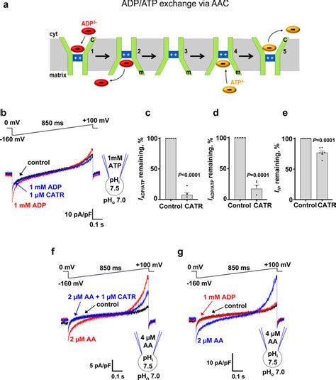 Adenine Nucleotide Exchange By Aac A The Alternating Access Mechanism