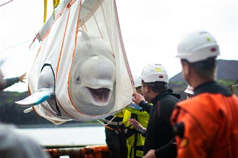 Captive Beluga Whales Released Into Iceland Sea Sanctuary
