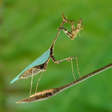Naturalacts Facts About The Praying Mantis