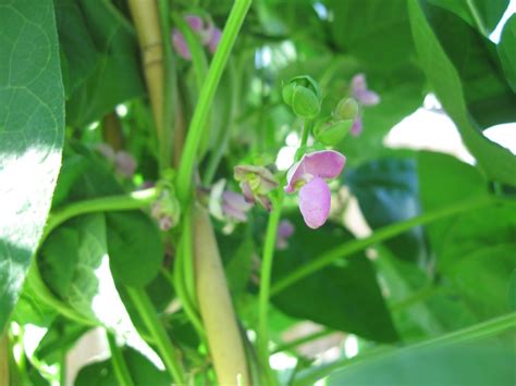 Green beans produce white, pink or purple flowers which are usually pollinated by insects. Kentucky Fried Garden: Okra, Pole Beans, and Cucumbers