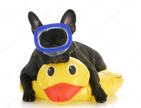 Ducks Wear Dog Masks Dog Swimming — Stock Photo © Willeecole 13893257