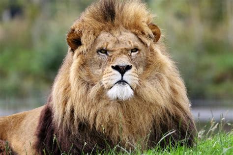 Unlike other cats, lions are very social animals. Free Images : adventure, animal, wildlife, wild, portrait ...