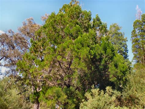 Low Maintenance Tree Cypress Pine Arbor Operations