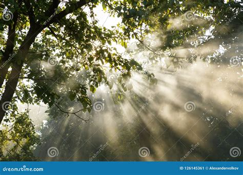 Sun Rays Come Through Mist And Leaves Stock Image Image Of Natural