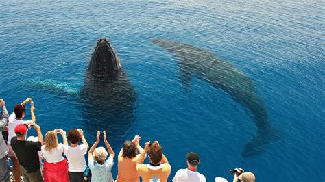 Hervey Bay Whale Watching Kgari Tours Packages And Day Tours