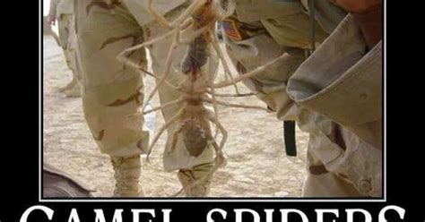 Roasting a camel whole is the final boss of bbq. Camel Spiders!!! | Creepy! Heebie Jeebies! :O | Pinterest ...