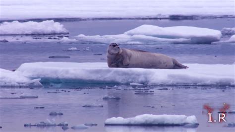 Oso Polar Famélico Cazando Focahungry Polar Bear Surprises A Seal