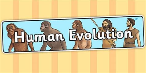 Human Evolution Display Banner Teacher Made Twinkl