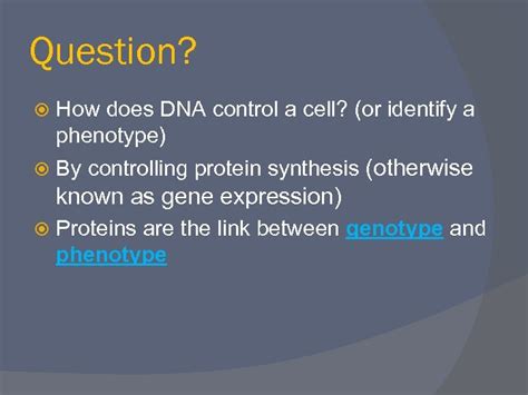 Enzymes unzip, or open, the double helix 2. Chapter 17 From Gene to Protein Protein Synthesis