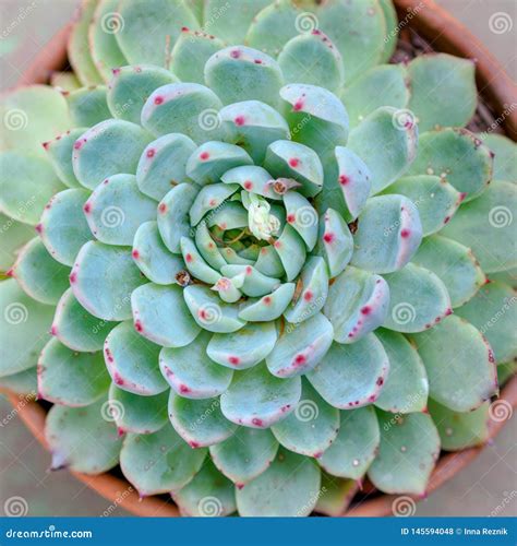 Green Pink Succulent Plant Stock Photo Image Of Desert Nature