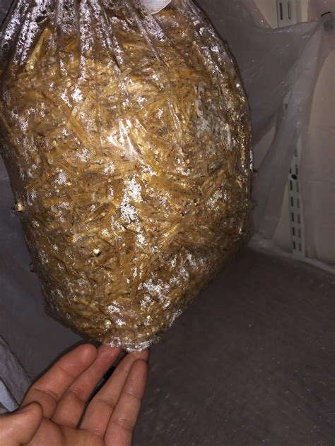 How long it takes to grow oyster mushrooms. Technique Growing pink oyster mushrooms on straw- how do ...