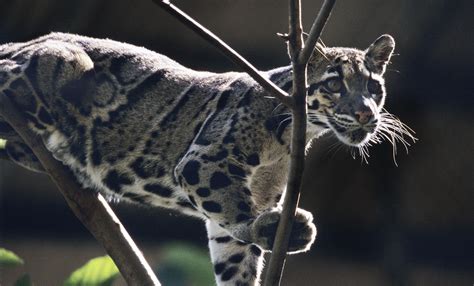 Clouded Leopard National Park - Photos All Recommendation