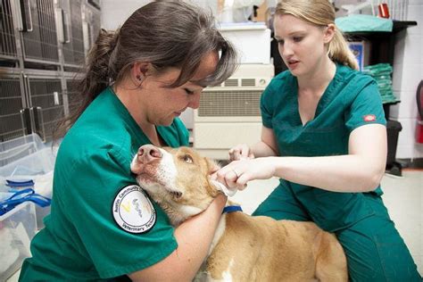 Additionally, veterinary assistant is familiar with standard concepts, practices, and procedures within a particular field. How To Become A Vet Tech & How Long Does It Take?