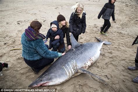 Deadly 10ft Mako Shark Found Washed Up On Picturesque Welsh Beach