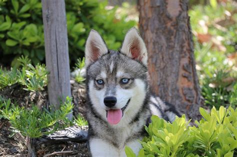 We did not find results for: Pin by Kikas Klee Kai on http://kikaskleekai.com ...