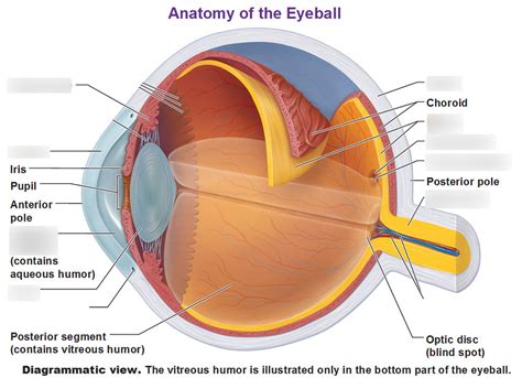 Internal Structures Of The Eye Diagram Quizlet