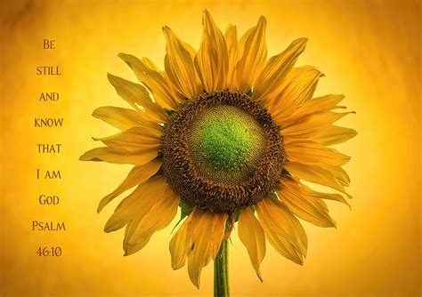 Sunflower Stillness Photograph By Lynn Hopwood Fine Art America