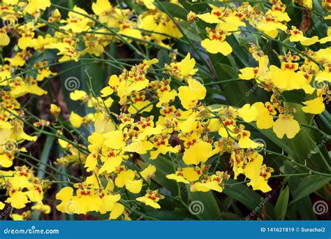 Beautiful Yellow Orchid Flowers In The Garden Stock Image Image Of Green Lady 141621819
