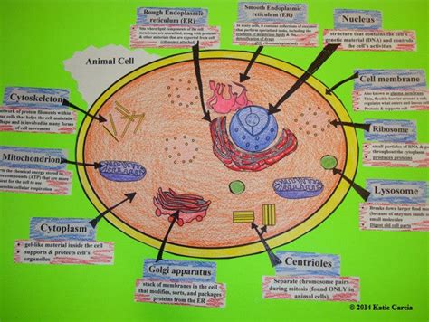 Animal Cell Organelle Cut And Paste Mrs Gs Classroom