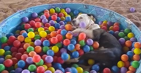 Dog Ball Pool Cheaper Than Retail Price Buy Clothing Accessories And