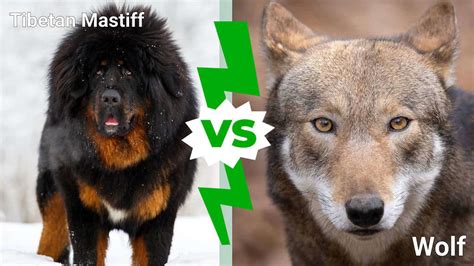 Tibetan Mastiff Vs Wolf 8 Key Differences Explained Az Animals