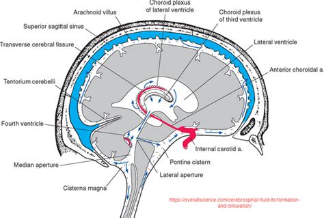 Essential Circulation Of Cerebral Spinal Fluid Csf Mark Angel