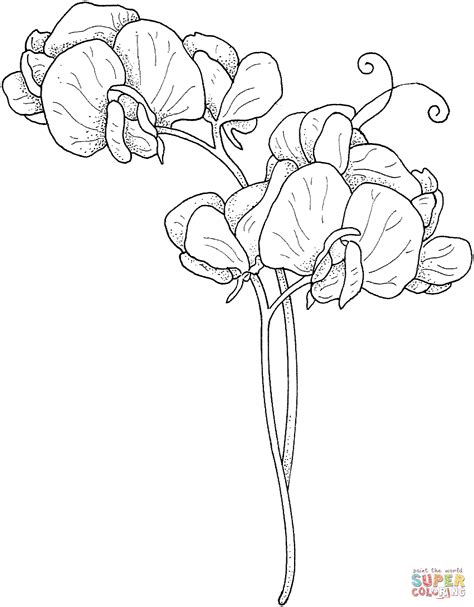 Sweet Pea Flower Drawing Sweet Pea Flowers Flower Sketches