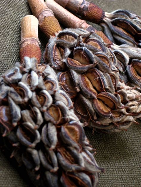Dampen the soil by misting it with water, then cover with plastic wrap and set in a warm place like above the refrigerator. 163 best images about Seed Pods on Pinterest