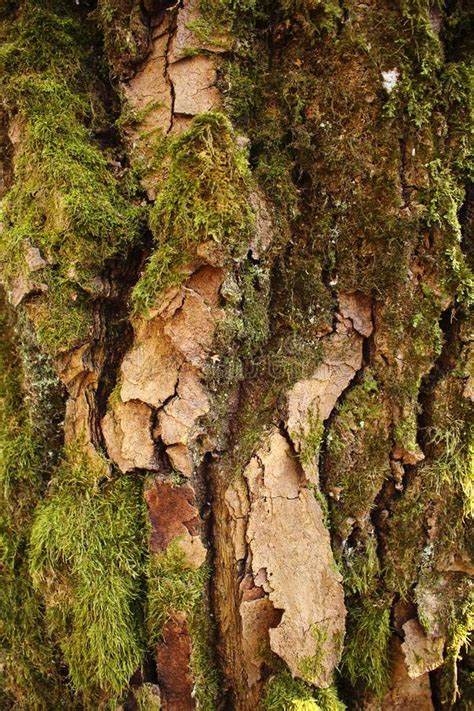 Forest Tree Bark Wood Textured Trunk With Moss Background Stock Image
