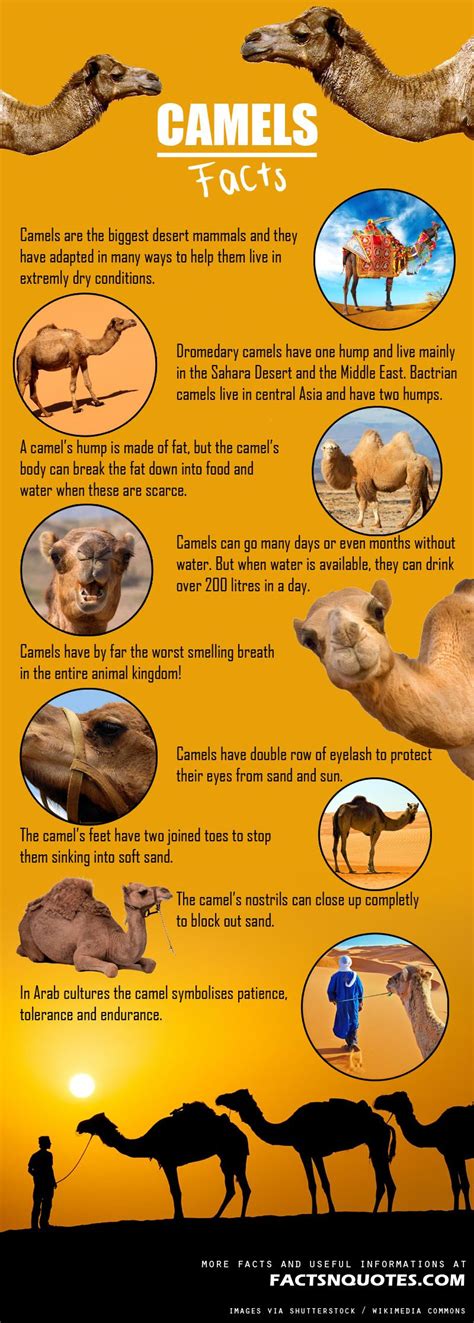 Camels have many adaptations that allow them to live successfully in desert conditions. Amazing and Interesting Camels Facts You Didn't Know ...