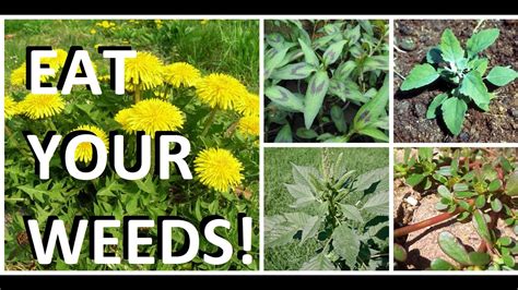 5 Weeds In Every Garden That Are Actually Edible And Delicious Youtube
