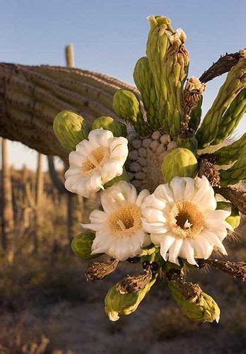 Saguaros In Arizona Prickly Pear Flowers Cactus Flowers Cacti And