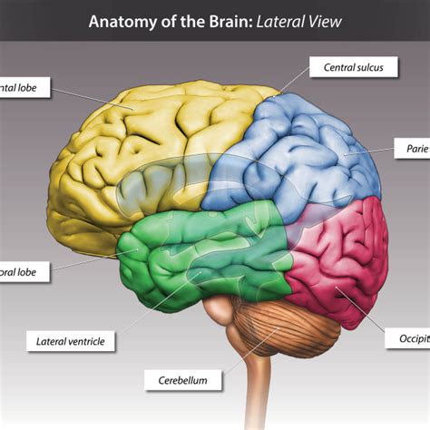 human anatomy diagram bowel