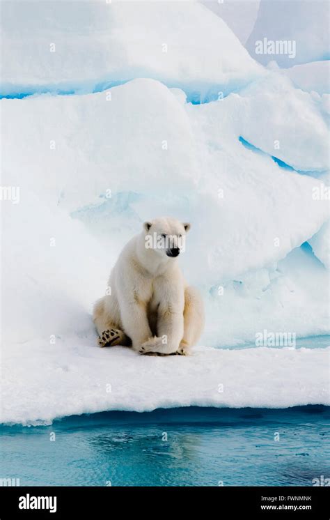 Polar Bear Ursus Maritimus On Pack Ice Arctic Wild Stock Photo Alamy
