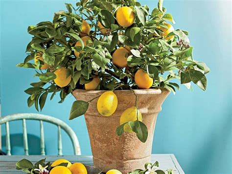 Hello gardeners, today we are here with a new topic of growing lemon trees hydroponically.the lemon tree is a small evergreen tree that belongs to the rutaceae family and grown for its edible fruit. Grow a Lemon Tree | Lemon plant, Meyer lemon tree, Lemon tree