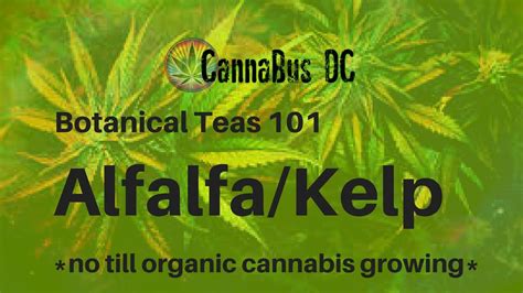 1/2 to 1 tablespoons per gallon of soil(add once per cycle)outdoor cannabis plants: Botanical Teas 101: Alfalfa/Kelp (no till, organic ...