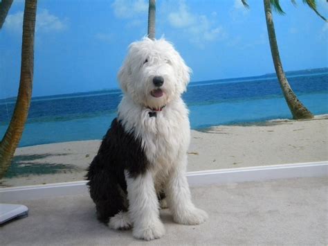 15 Interesting Facts About Old English Sheepdogs Page 2 Of 5 The Dogman