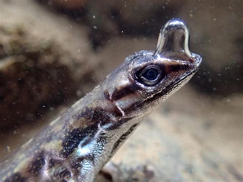 Scuba Diving Lizards Use Bubble Attached To Snout To Breathe