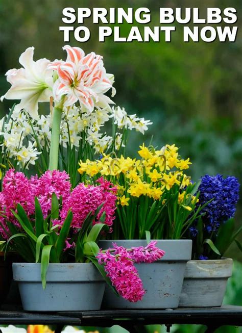 Plant Spring Blooming Bulbs In The Fall For Early Color