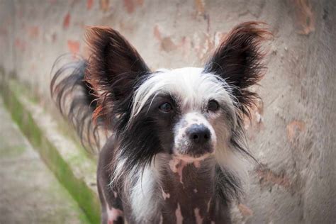 Chinese Crested Dog Breeds Facts Advice And Pictures
