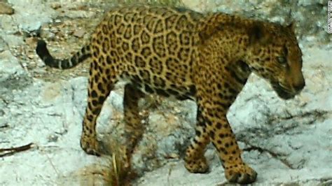 Arizonas Elusive Wild Jaguar Leads Intriguing Life Cnn