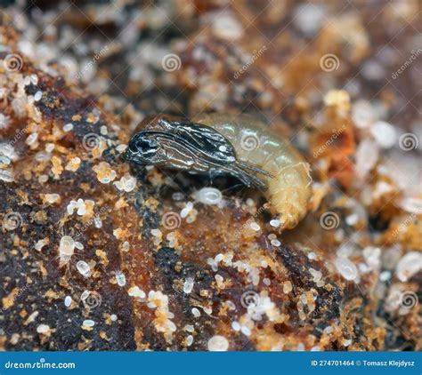 Gnat Pupa Stock Photos Free And Royalty Free Stock Photos From Dreamstime