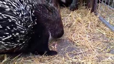 Porcupines Eat The Bark Of The Tree Youtube