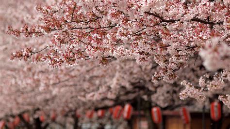 Cherry Blossom Japan Itinerary