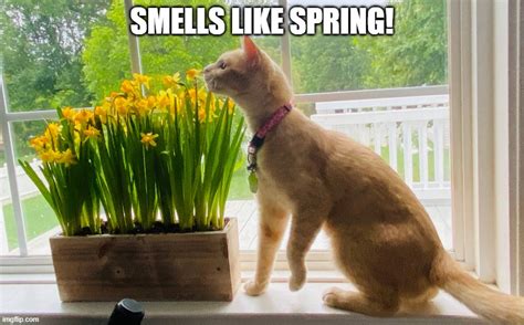 Purrdy Smelling The Flowers Imgflip