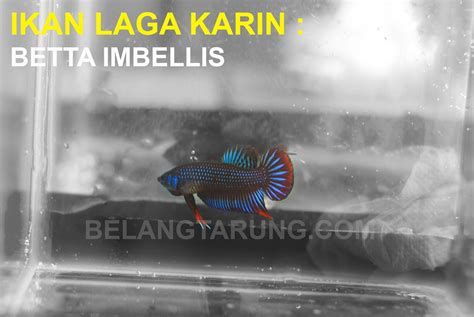 Harga kucing kampung murah dan bahkan dapat dikatakan 'gratis'. Kenali Ikan Laga Liar Betta Imbellis (Karin) Dari ...