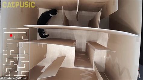 Catpusic Spends 12 Days Building His Cat A Cardboard Maze Express Digest