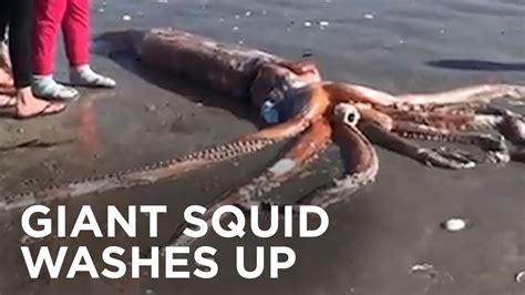 Giant Squid Washes Ashore On South African Beach Youtube