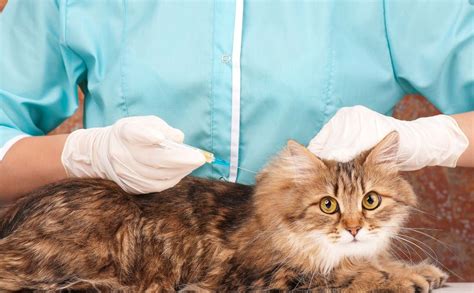 Begin your program of allergen reduction by washing. Anti-Allergy Therapy in Cats - Procedure, Efficacy ...